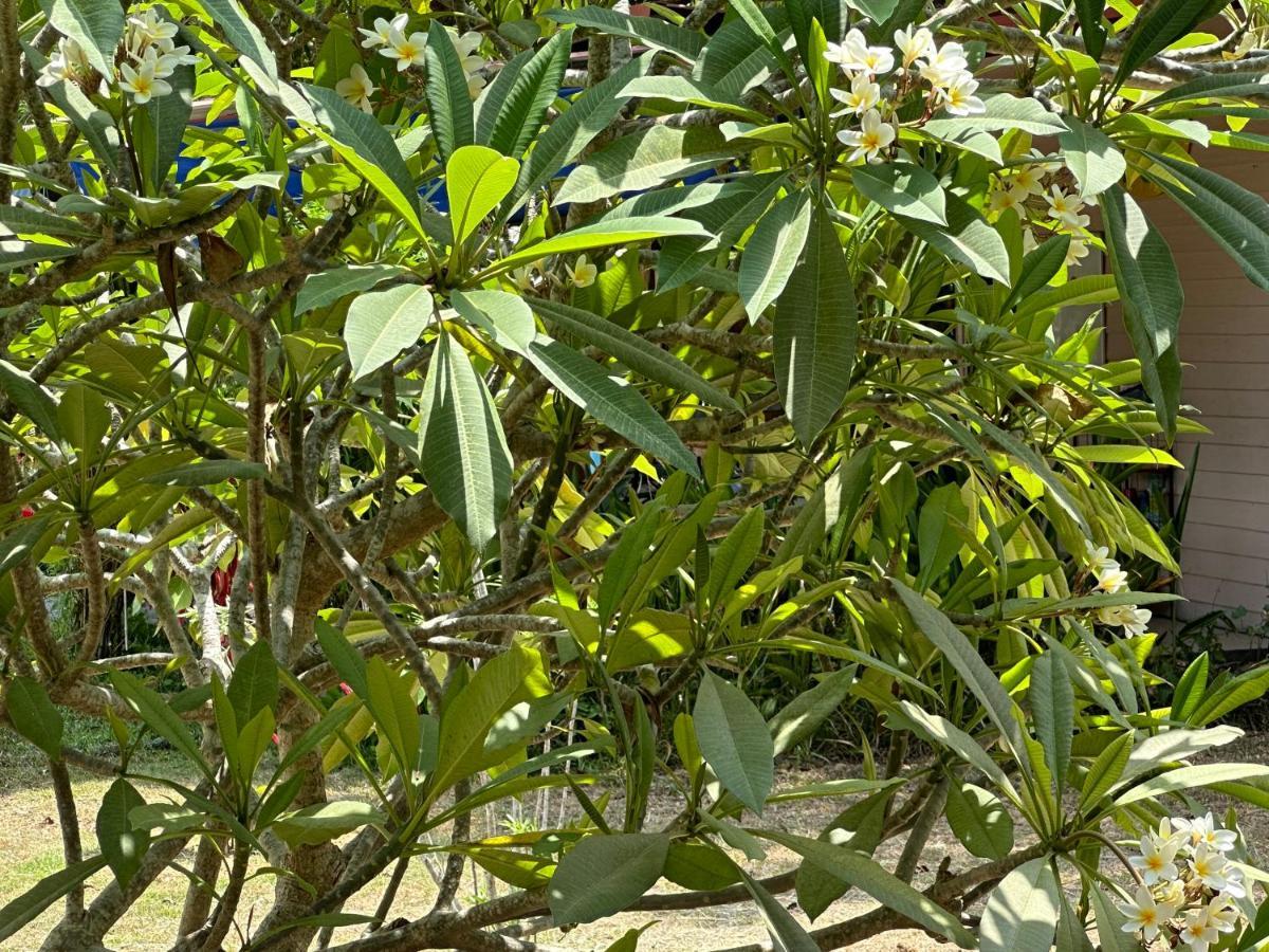 Samui Garden Resort بانغ راك المظهر الخارجي الصورة