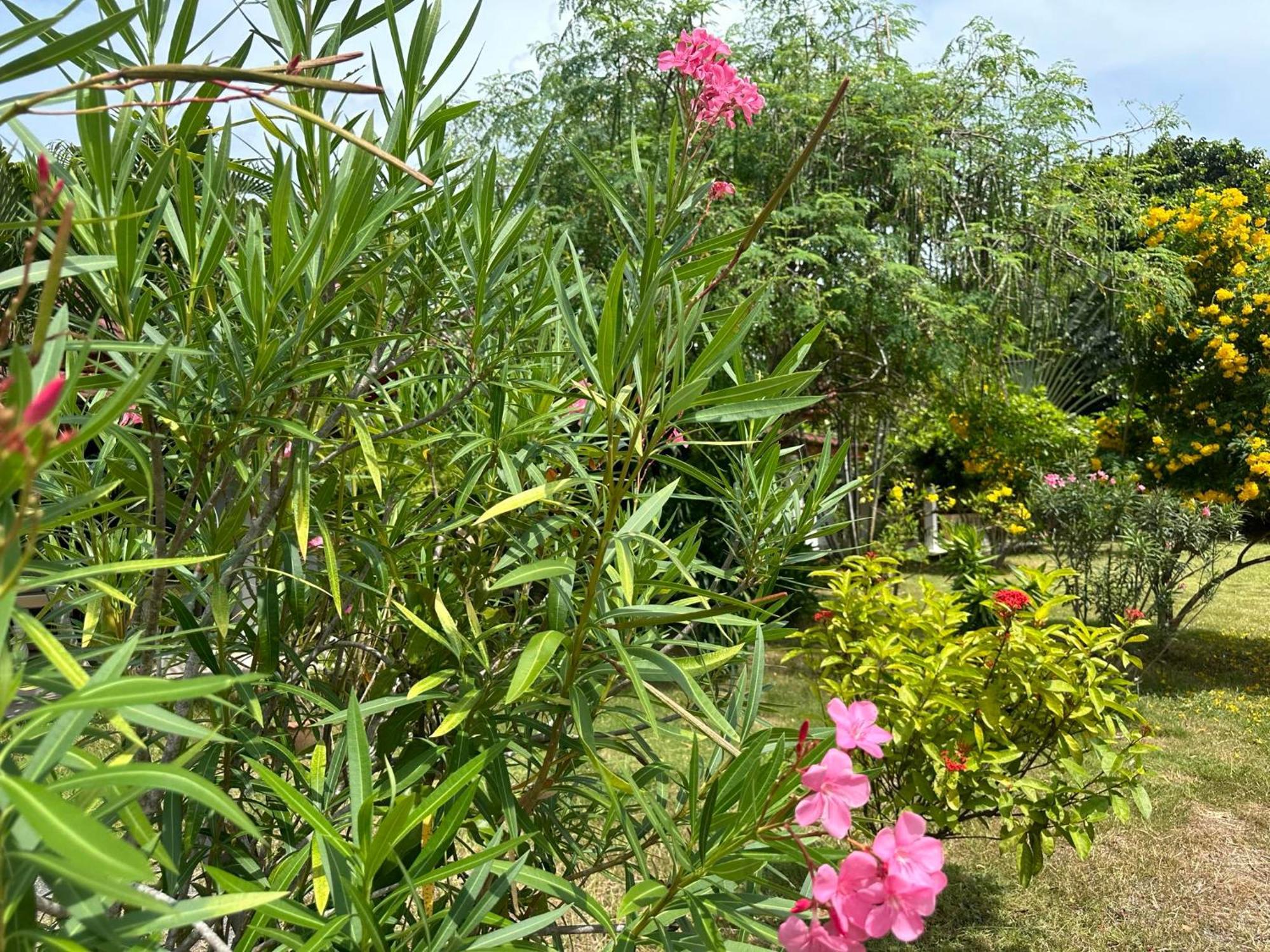 Samui Garden Resort بانغ راك المظهر الخارجي الصورة