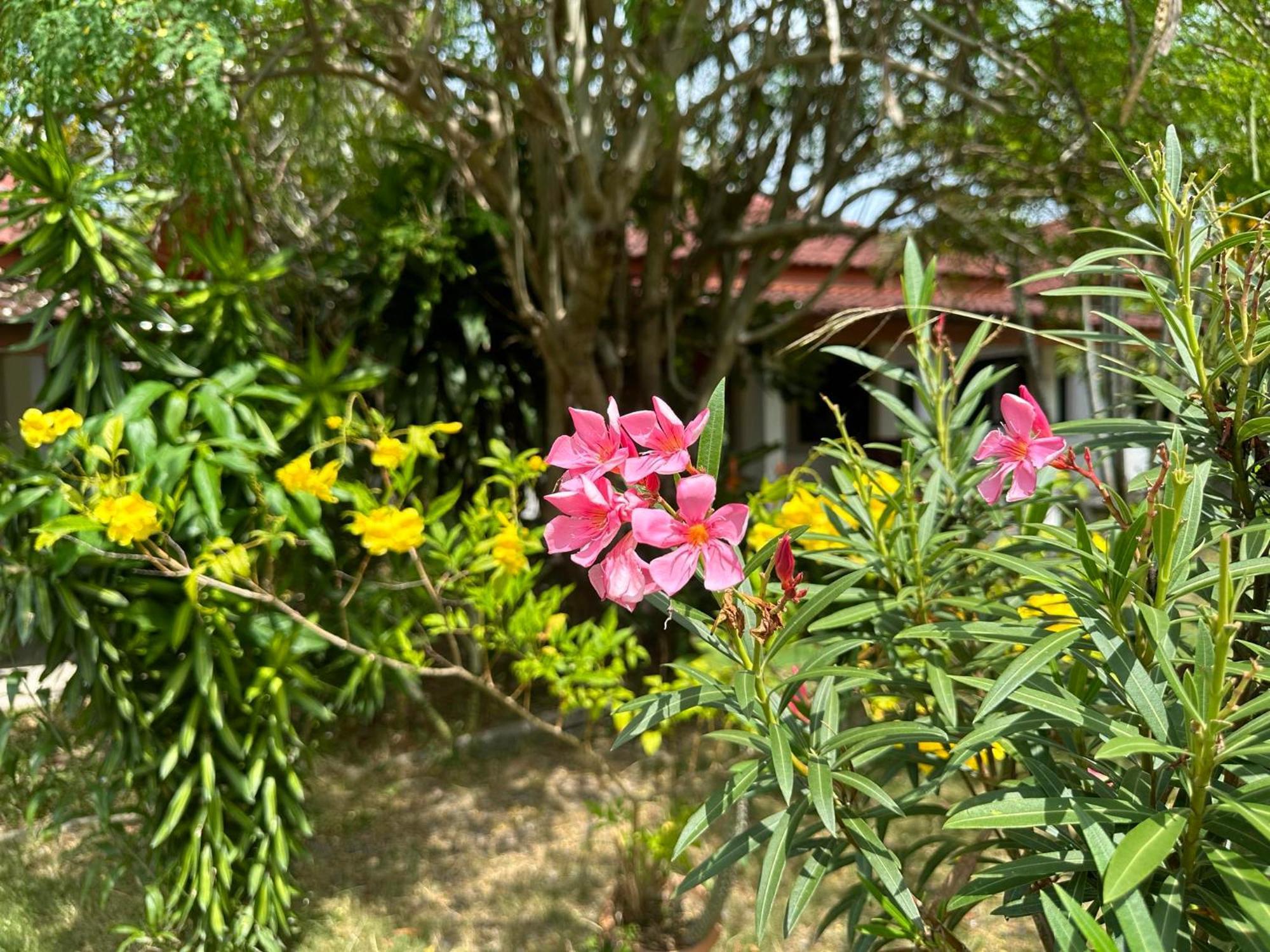 Samui Garden Resort بانغ راك المظهر الخارجي الصورة