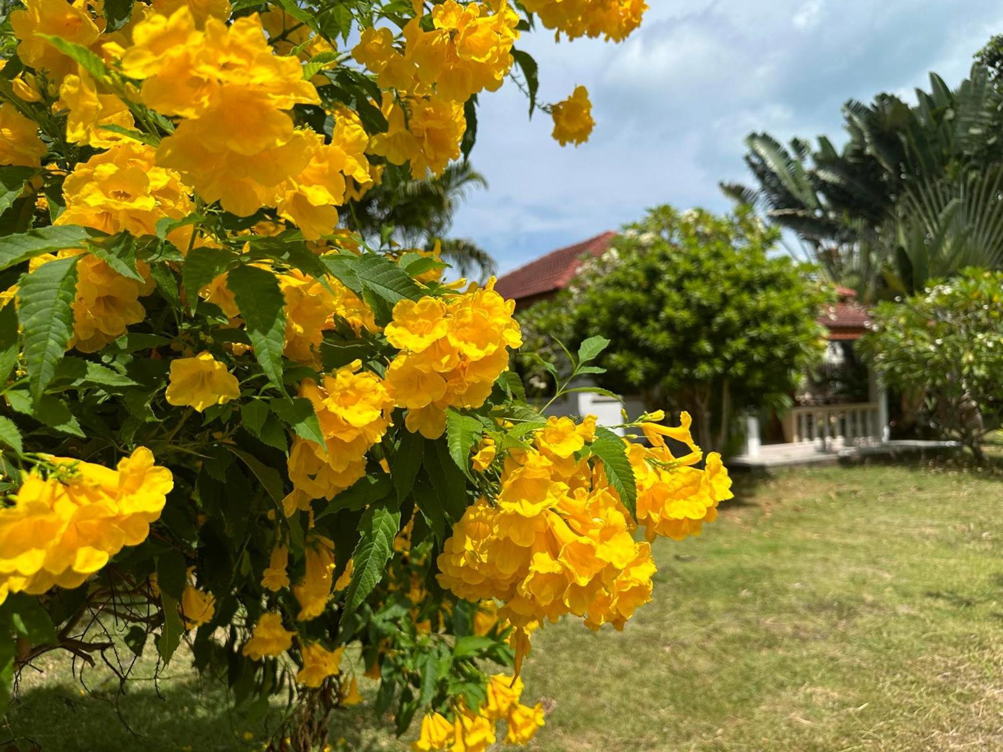 Samui Garden Resort بانغ راك المظهر الخارجي الصورة