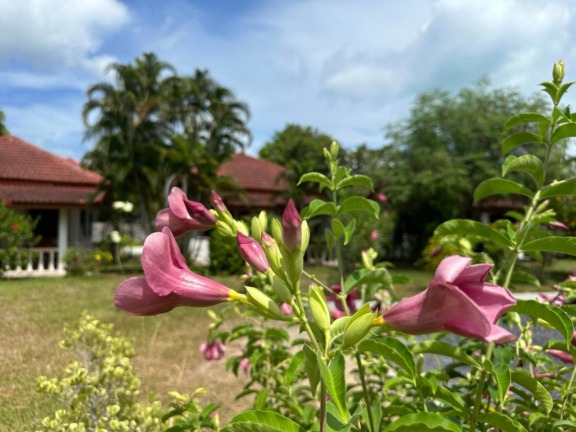 Samui Garden Resort بانغ راك المظهر الخارجي الصورة
